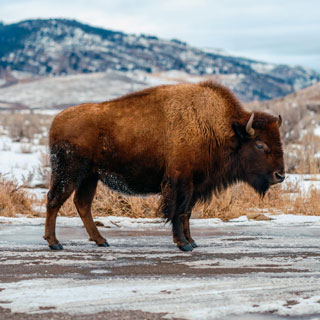 Yellowstone, Wyoming